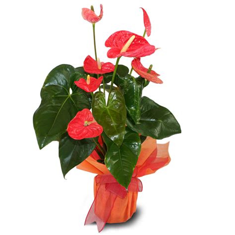 Comprar y Enviar Flores. Planta ANTHURIUM | Floristerias ...