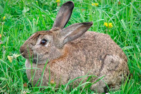 CONEJOS | Cuanto viven y que comen conejos silvestres y ...
