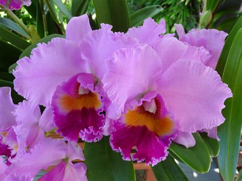 Conheça os Tipos de Orquídea e Seus Significados