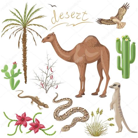 Conjunto de plantas y animales de desierto — Archivo ...