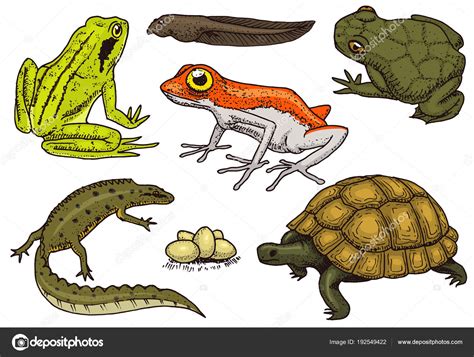 Conjunto de reptiles y anfibios. Mascotas y animales ...