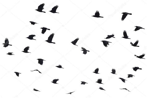 Conjunto de siluetas negras de aves volando en el cielo ...