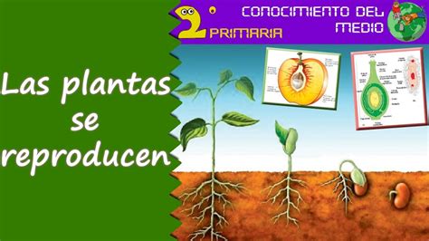 Cono, 2º Primaria. Tema 6. La reproducción de las plantas ...