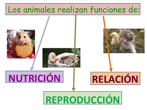 Cono 4º tema 4 las funciones vitales en animales y plantas