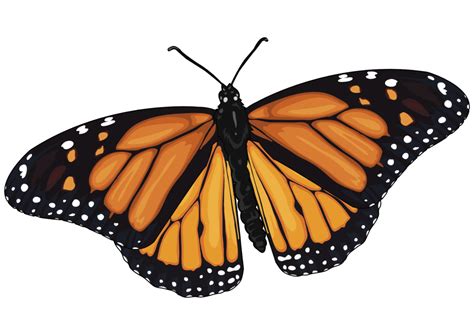 ¡Conoce a la Mariposa Monarca! | El Dictamen