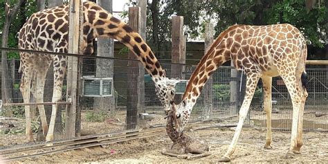 Conoce el nuevo horario del Zoo de Jerez   MIRA