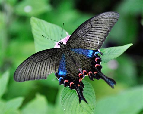 Conoce las 23 mariposas más HERMOSAS del mundo ¡Parecen ...