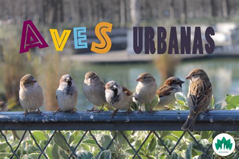 Conoce las aves urbanas – ECOURBE