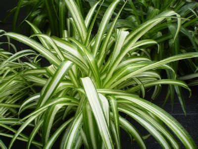Conoce las Plantas: Cinta  Chlorophytum comosum