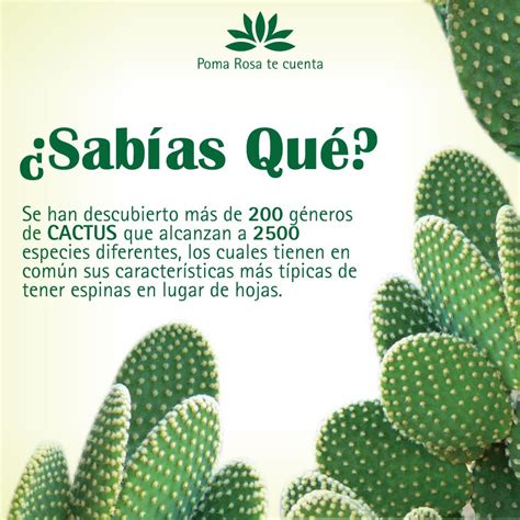 ¿Conoces acerca de los cactus? Con nosotros podrás ...