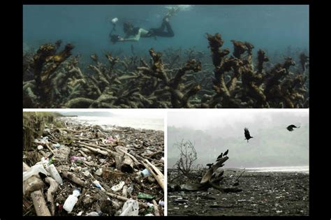 Consecuencias de la contaminación de los mares y océanos ...