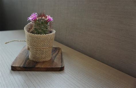 Consejos para ayudar a los cactus a florecer