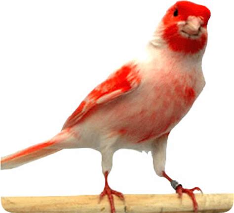 Consejos para comprar un canario   Pájaros | Mundo Animal