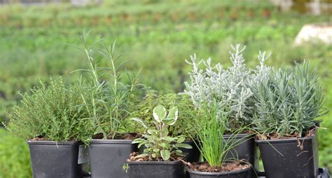 Consejos para plantar un huerto de plantas aromáticas y ...