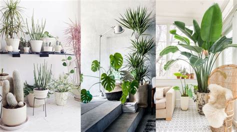 Consejos y tips de plantas para decorar tu casa o tu ...