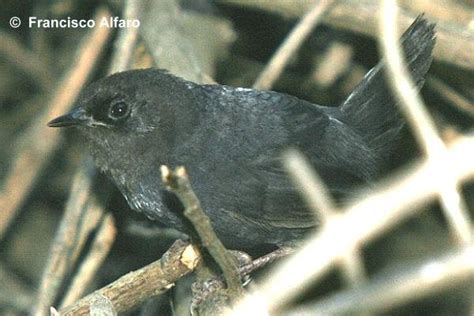 Conserva: Fauna de Chile: Sonidos de Aves de Chile ...