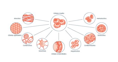 Conservación de células madre de sangre de cordón umbilical