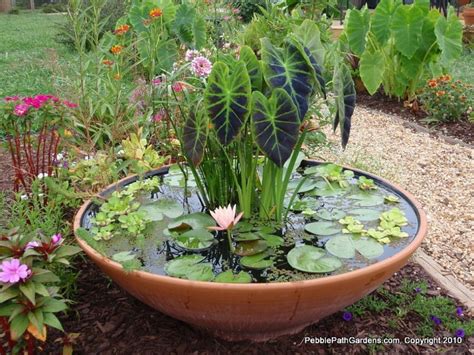 Container water garden ideas | Unseen pictures 4 You
