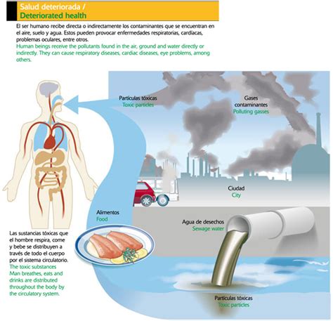 Contaminación ambiental : Efectos de la contaminación