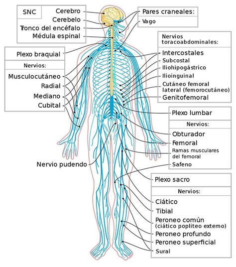 Contemporáneo Sistema De Nervios Regalo   Anatomía de Las ...