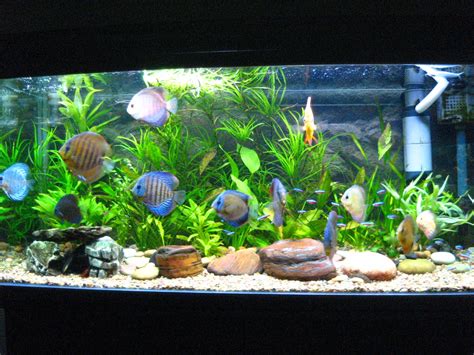 Contest   Aquarium Pictures