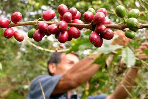 Continuarán capacitándose pequeños productores de café   LVDS