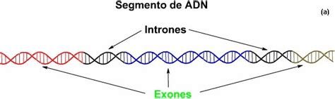 Control de la expresión de los genes: Organismos ...