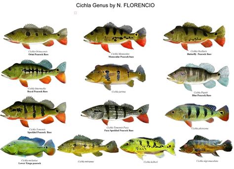 Cool Goby Blog: All the Different Cichla Species