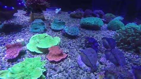 Corales acuario Tienda Acuario Madrid   YouTube