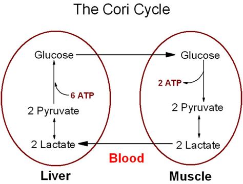 Cori cycle is lactic acid cycle | biochemist01