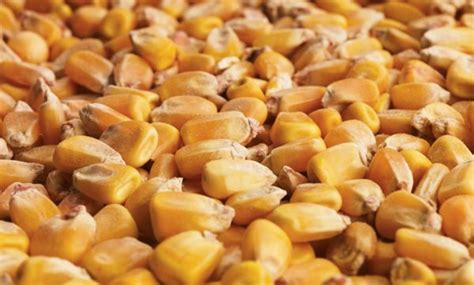 Corn hits near three week high on USDA export report ...