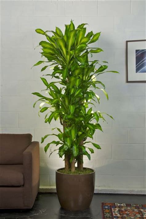 Corn plant, Indoor plant pots and Low lights on Pinterest