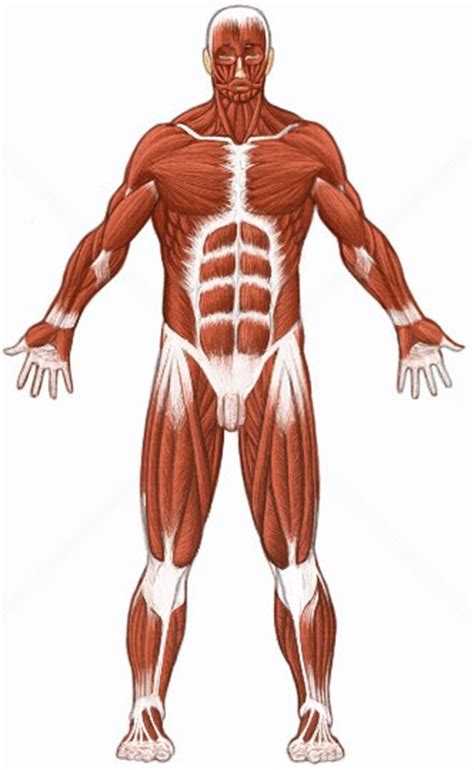 Corpo humano, musculos | Saúde, Bem Estar