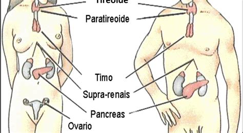 Corpo Humano: Sistema Endócrino