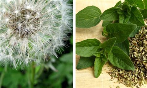 Correr es Mas Salud: 15 plantas medicinales que puedes ...