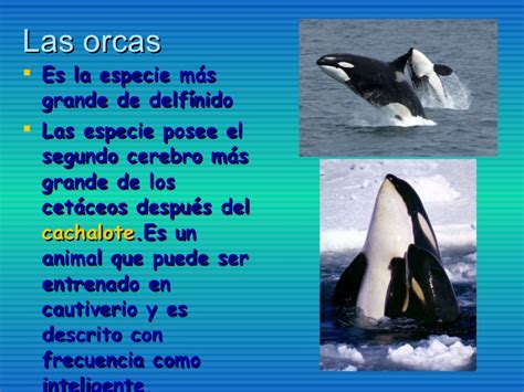 Corrientes marinas y cetáceos   de Canarias