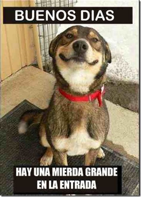 Cosas divertidas: Humor, buenos días dice el perro