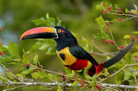 Costa Rica : un paradis naturellement plus accessible