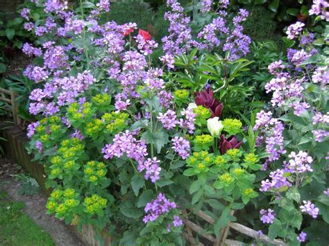Cottage Garden Flowers | The Enduring Gardener