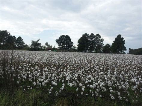 Cotton field near Centre, Alabama. | Kodak Moments ...