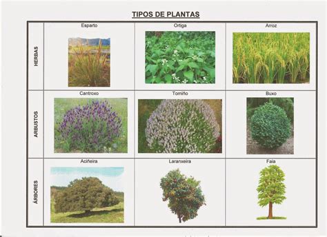 Cousiñas do Segundo Ciclo: Tipos de follas e plantas