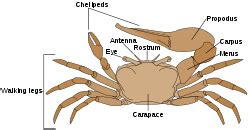 Crab Facts for Kids | KidzSearch.com