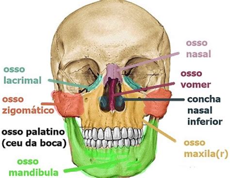 Crânio Humano   Ossos da Cabeça e da Face Humana