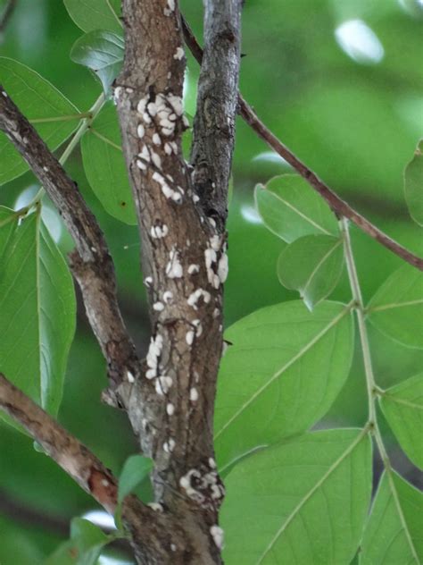 Crapemyrtle Bark Scale – A New Pest on Crapemyrtles | East ...