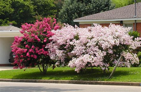 Crapemyrtles for Great Summer Color | East Texas Gardening