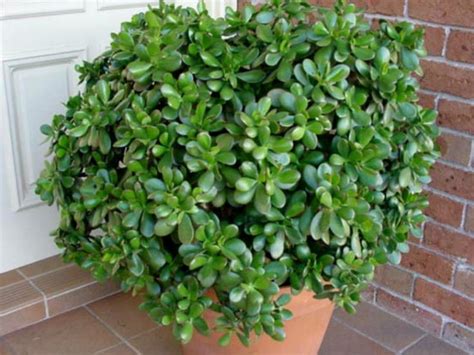 Crassula ovata  Money Tree, Jade Plant, Friendship Tree ...