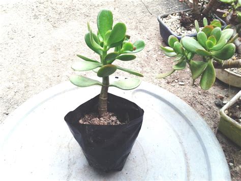 Crassula Ovata   Planta Jade , Muda   R$ 14,98 em Mercado ...