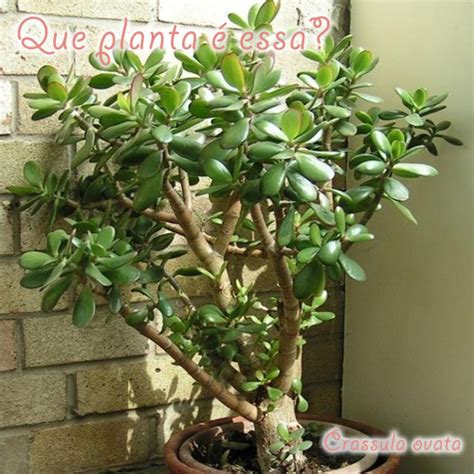 Crassula ovata – Planta Jade/Árvore da amizade | Que ...