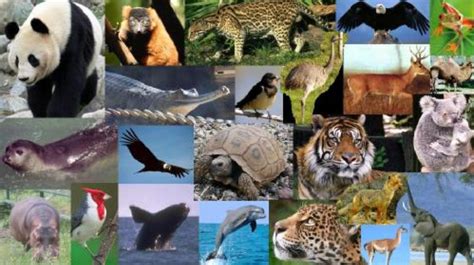 Crece la lista de especies en peligro de extinción a 26 ...