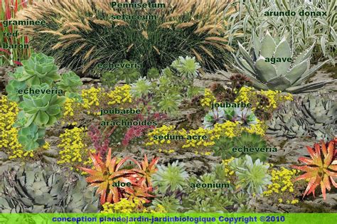 Créer un jardin de plantes grasses: jardin de succulentes